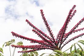 Image result for Heptapleurum actinophyllum