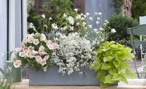 7 Tolle Pflanzideen Fur Blumenkasten Und Kubel Pflanzideen Balkonkasten Bepflanzen Bluhende Pflanzen