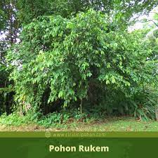 Usually the fruit is green and it turns purple when it got ripened. Ciri Ciri Pohon Rukem Flacourtia Rukam Di Alam Liar Ciriciripohon Com