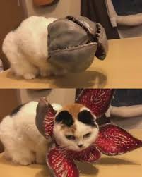 貓奴給主子做的食人花萬聖節妝扮 cat 貓 pet 萬聖節 pudding