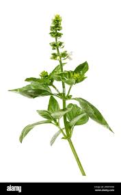Image result for Ocimum