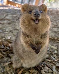 A Quokka Says Hi Aww Cute Funny Animals Happy Animals Cute Animals