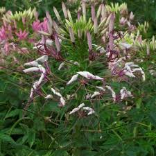 Image result for Cleome densifolia