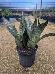 Image result for Sansevieria