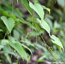 Image result for Dioscorea dregeana