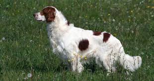 Image result for irský červenobílý setr