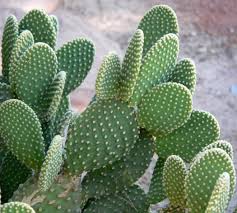 Image result for Opuntia