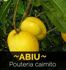 Image result for Pouteria altissima