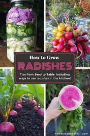 How To Grow Radishes From Seed To Table Homestead And Chill Organic Vegetables Radishes Organic Vegetable Garden
