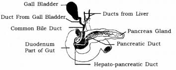 Draw a labelled diagram to show the main organs of the human nervous system. Draw A Labelled Diagram To Show The Human Duodenum And The Duct System Of The Associated Digestive Glands Pouring Into It Cbse Class 10 Science Learn Cbse Forum