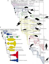 Pin By Sousa Santos On Homeschooling Family Tree Diagram Mammals Evolution