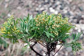 Image result for Asteraceae