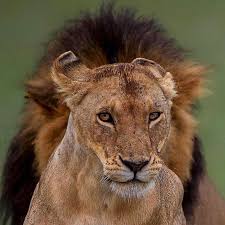 Timelessphotos200 Ha Realizado Una Publicacion En Instagram One Of The Best Lion Headshots I Ve Ever Seen Photo By Varun Adity In 2020 Instagram Photo Headshots