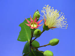 Image result for Sonneratiaceae