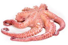 Oktopus waakt over uw veiligheid. Ganzen Octopus Online Kaufen Kalteisolierte Expresslieferung