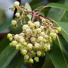 Image result for Andrachne ovalis