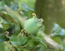 Image result for Buxaceae