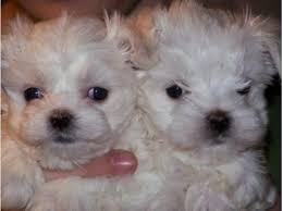 Get a family healthy friendly maltese puppy at a the cheapest price possible. Maltese Pups For Sale Import Parents Regd Kci Dogs For Sale In Adyar Chennai Click In