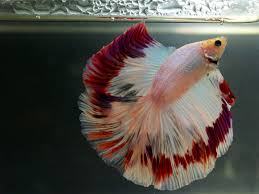 Betta Splendens Siamese Fighting Fish Rybalka Ekzoticheskaya Ryba Bojcovaya Rybka