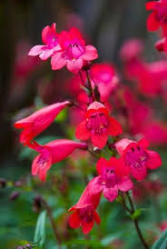 We did not find results for: Top 10 All Weather Perennial Plants Perennial Plants Perennials Plants