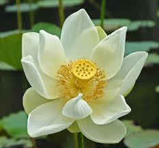 white lotus flower in mauritius | www.bildervonunten.de if a… | Flickr