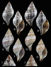 Image result for Hunteria