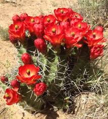 Owned and operated by vendors, apache trail swap meet offers an eclectic mix of new and used items. Mesa Garden Cactus And Succulent Seeds
