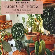 Aroids are generally understory plants in the tropics; Episode 45 Aroid 101 Part 2 Bloom Grow Radio