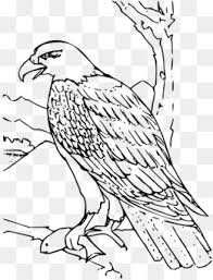 Peregrine falcon coloring page from falcons category. Bird Coloring Png Bird Coloring Pages Cute Bird Coloring Pages Cleanpng Kisspng