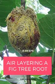 Fruit trees that are most likely to be propagated by division are bananas, plantains, and pineapples. Pin On Air Layering