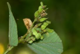 Image result for Polhillides