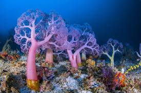 A team of divers, photographers and scientists set out on a thrilling ocean adventure to discover why and to reveal the underwater mystery to the world. 10 Ø­Ù‚Ø§Ø¦Ù‚ Ø­ÙˆÙ„ Ø§Ù„Ù…Ø±Ø¬Ø§Ù†