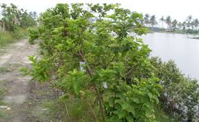 Image result for Premna serratifolia