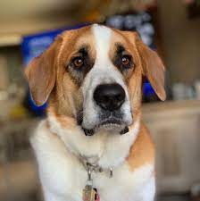 Super angebote für st bernard hier im preisvergleich. Dexter The St Bernard Corgi Dexter The St Bernard Corgi