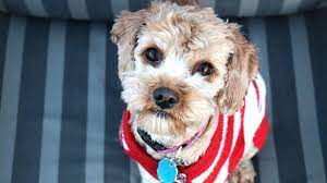 Understanding how ovulation happens and when it takes place can help you achieve or prevent pregnancy. Ovulation Timing In The Dog Animal Health Topics School Of Veterinary Medicine