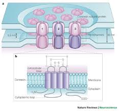 Check spelling or type a new query. Expression And Functions Of Neuronal Gap Junctions Nature Reviews Neuroscience