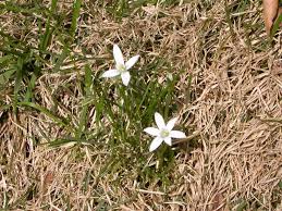 How to get rid of wild garlic in your garden. Wild Garlic And Wild Onion