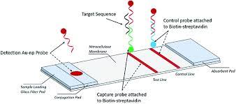 Information on how to access lateral flow testing can be found here. Simple Lateral Flow Assays For Microbial Detection In Stool Analytical Methods Rsc Publishing