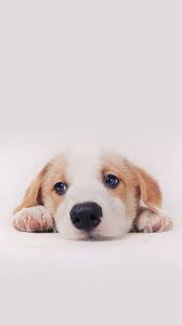 Hd Iphone 6s And Iphone 6s Plus Wallpapers Cute Dog Wallpaper Dog Background Dog Wallpaper