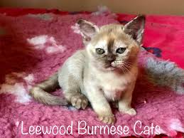 1,091 likes · 93 talking about this · 26 were here. Leewood Burmese Cats Home Facebook