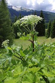 Il panace di mantegazza è una pianta appartenente alla famiglia delle apiaceae, originaria dell'area caucasica, ma oggi diffusa in buona parte dell'europa. Heracleum Mantegazzianum Wikipedia