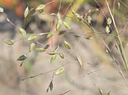 Image result for Eragrostis paniciformis