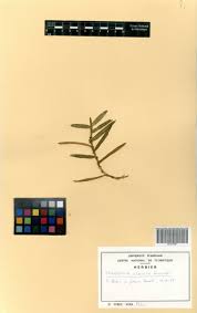 Image result for Eggelingia clavata