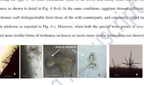 Image result for Trichocladus goetzei