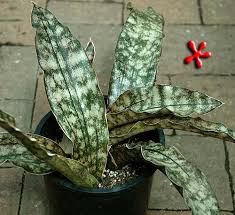 Image result for Pyrenacantha kirkii