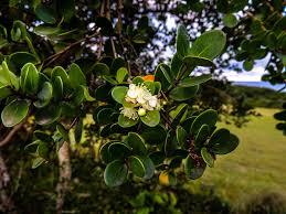 Image result for Eugenia capensis