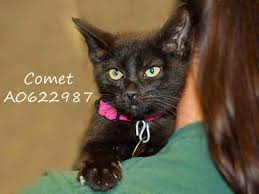 Cat adoption team is the largest nonprofit, adoption guarantee cat shelter in the pacific northwest. Adopt A Kitten From The Denver Dumb Friends League With A Free Adult Cat Huffpost