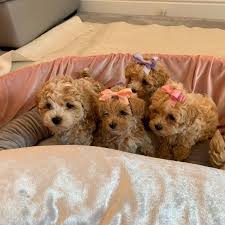 History and original purpose of the maltipoo. Maltipoo Puppies For Sale In Puppies For Sale Near Me Facebook