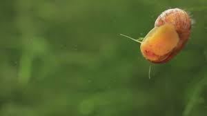 If the snail is a species that has a trapdoor, in its dead state, the trap will be open so a shut trap means the snail is alive. Ramshorn Snail 101 Care Breeding Lifespan Eggs More