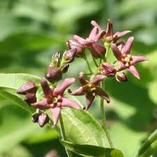 Image result for Vincetoxicum sylvaticum